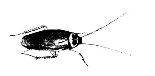 Cockroach close-up