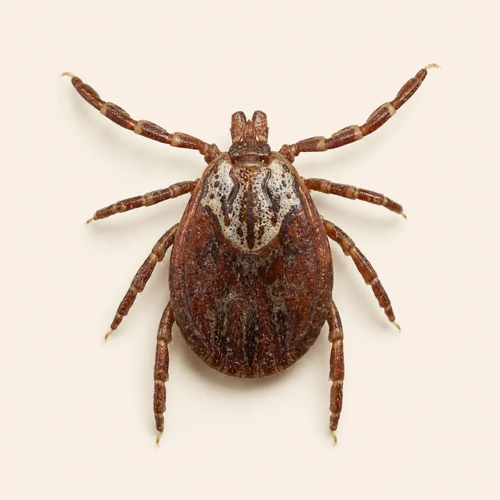 American dog tick close-up