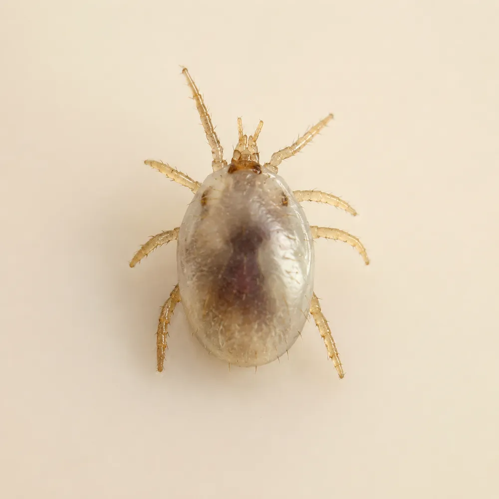 Bird mite close-up
