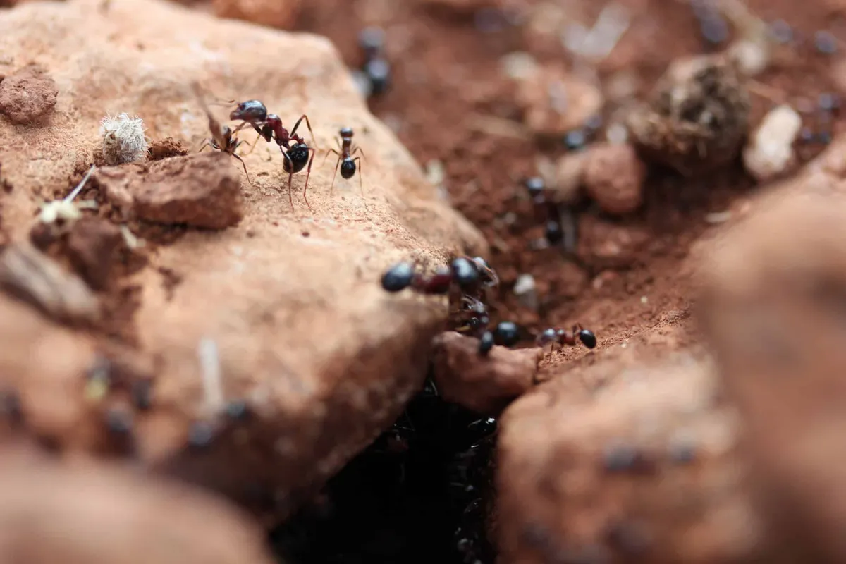 3 Interesting Facts About Ants That You Didn’t Know