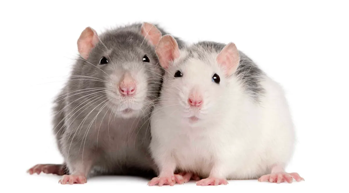 5 Essential Tips on How to Keep Rats Out of Your Property in and Around Dallas, Texas