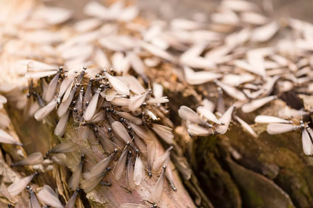 5 Things to Know About Termites with Wings