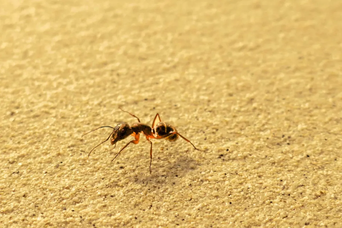5 Things You Need To Know About Sugar Ants in Dallas