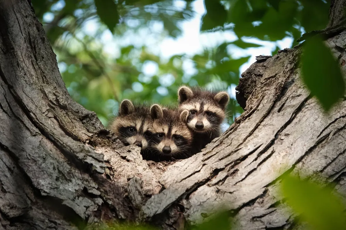 Are Raccoons Rodents?