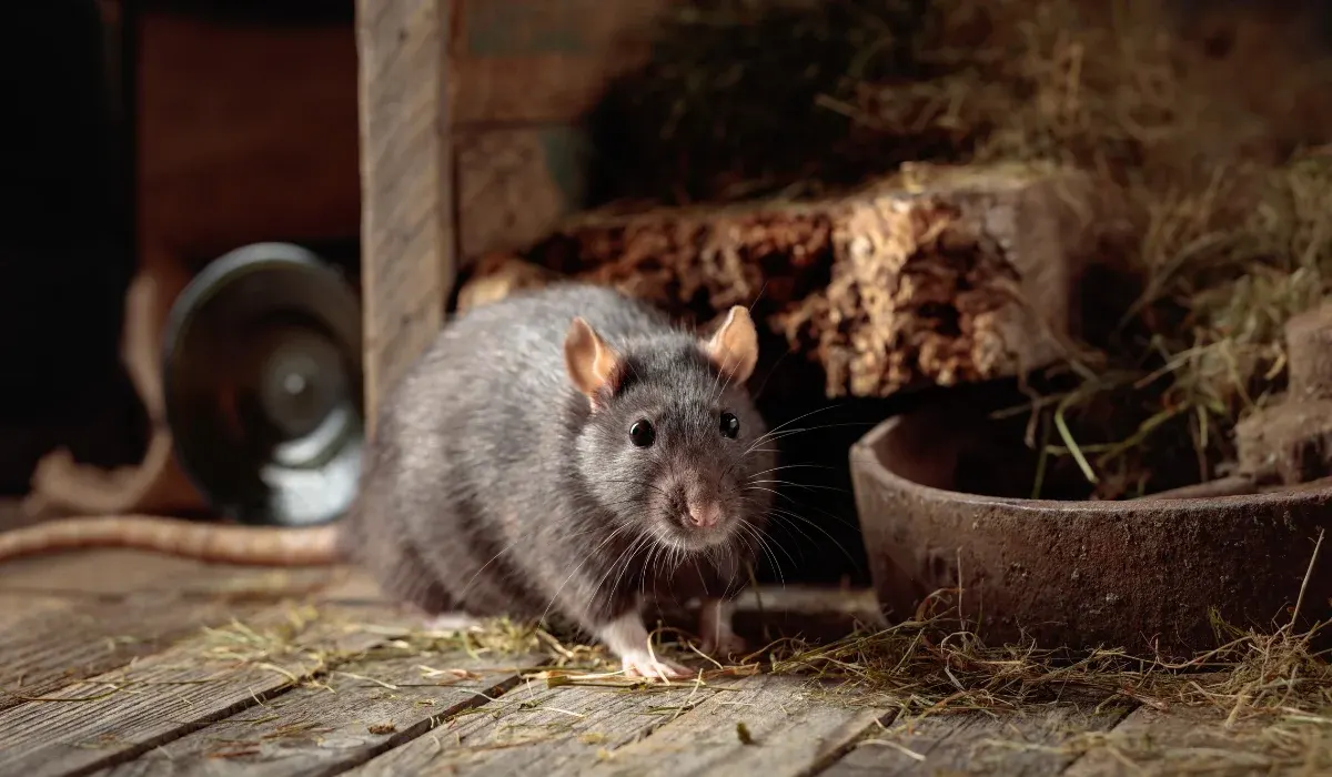 Are There Rats in Grapevine, TX? What Homeowners Should Know