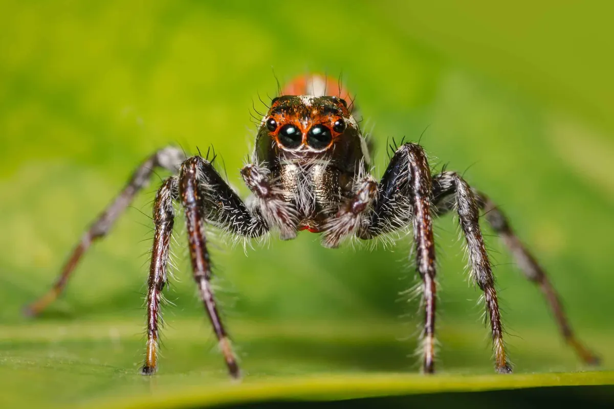 Best Places to Spot Jumping Spiders in Southlake