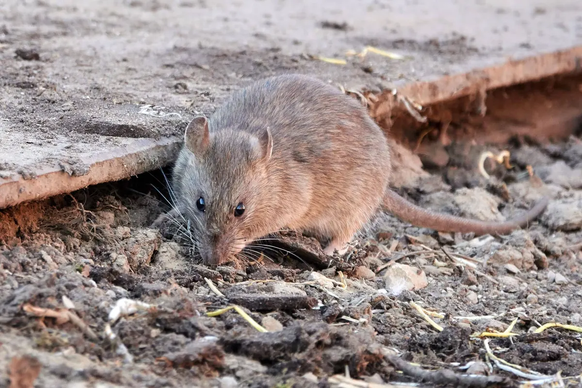 Best Tips for Preventing Rat Poop in Your Dallas Yard or Garden