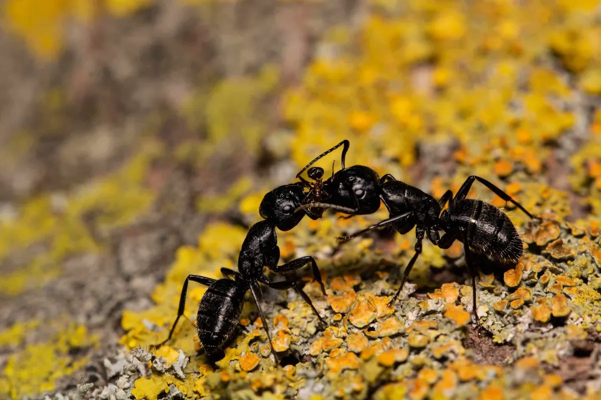 Best Way to Get Rid of Large Black Ants