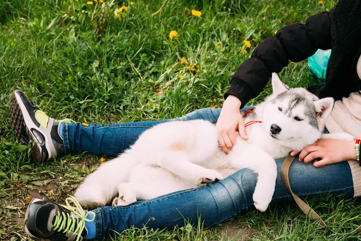 Best Ways to Keep Pets Safe from Wasp Stings in Dallas