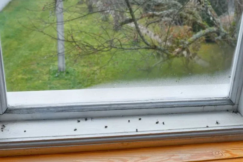 Dead bugs on a frosty winter windowsill. Pest Control Education & Guides.