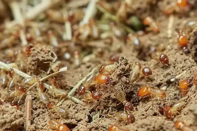 Bugs that Looks Like Termites in Plano, Texas 