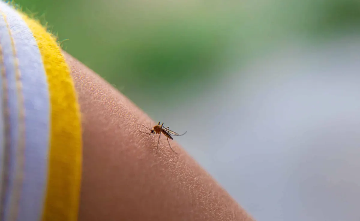Can Mosquitoes Bite Through Clothes?