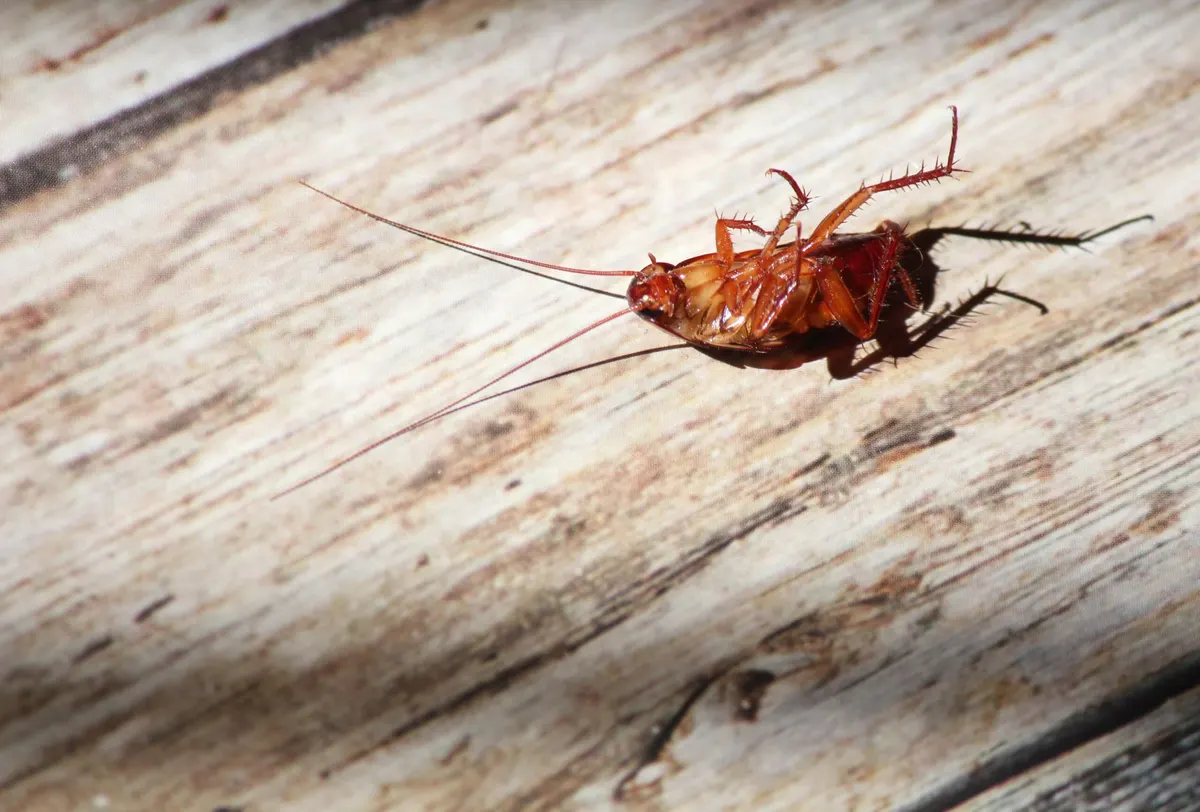 Cockroach Droppings
