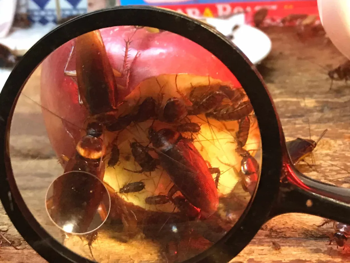 Cockroach Eggs in Dallas: A Sneaky Threat to Your Health