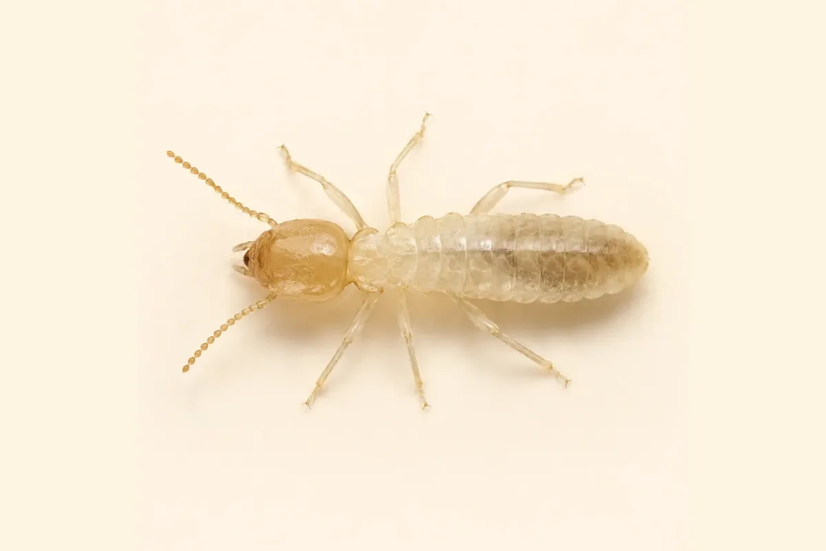 Termite worker, close-up. Termite Control Articles, Page 2.