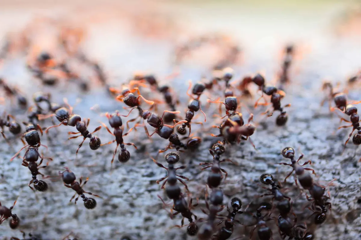Common Misconceptions About Termites and Their Impact on Your Home