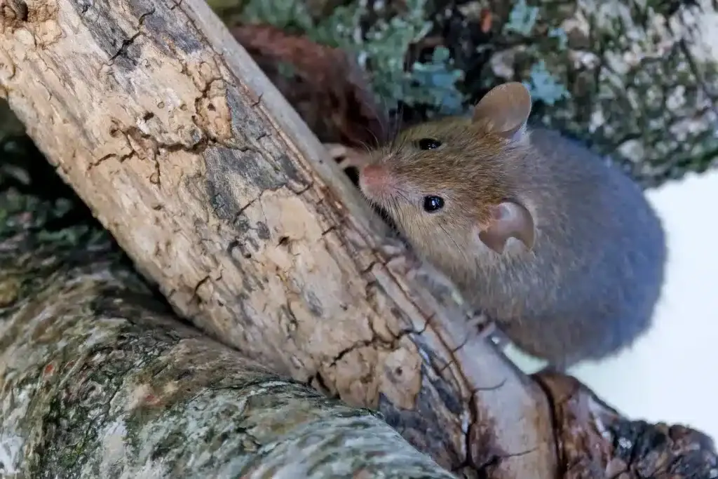 Common Rat Diseases in Irving, Texas, and How to Avoid Them
