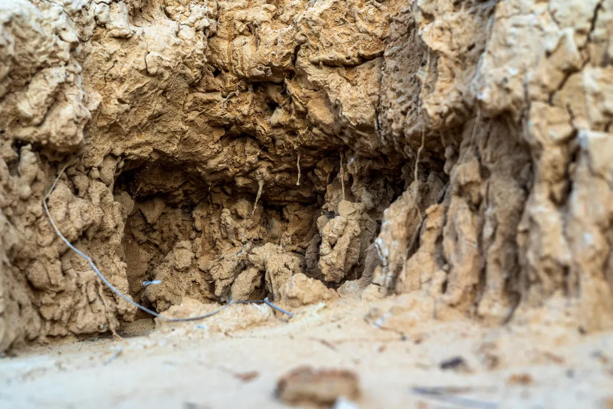 Common Signs of Termite Infestations in DFW, Texas