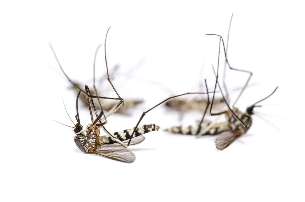 Do Both Male and Female Mosquitoes Bite?