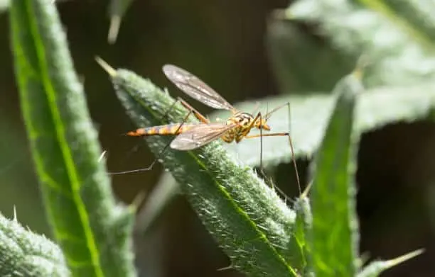Do Giant Mosquitoes Exist in Dallas Fort Worth