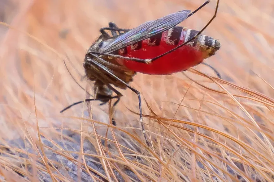 Mosquito feeding through a dog's fur. Mosquito Control Articles.