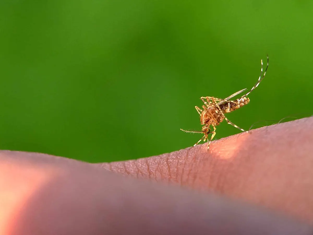 Do Mosquitoes Bite Dogs?
