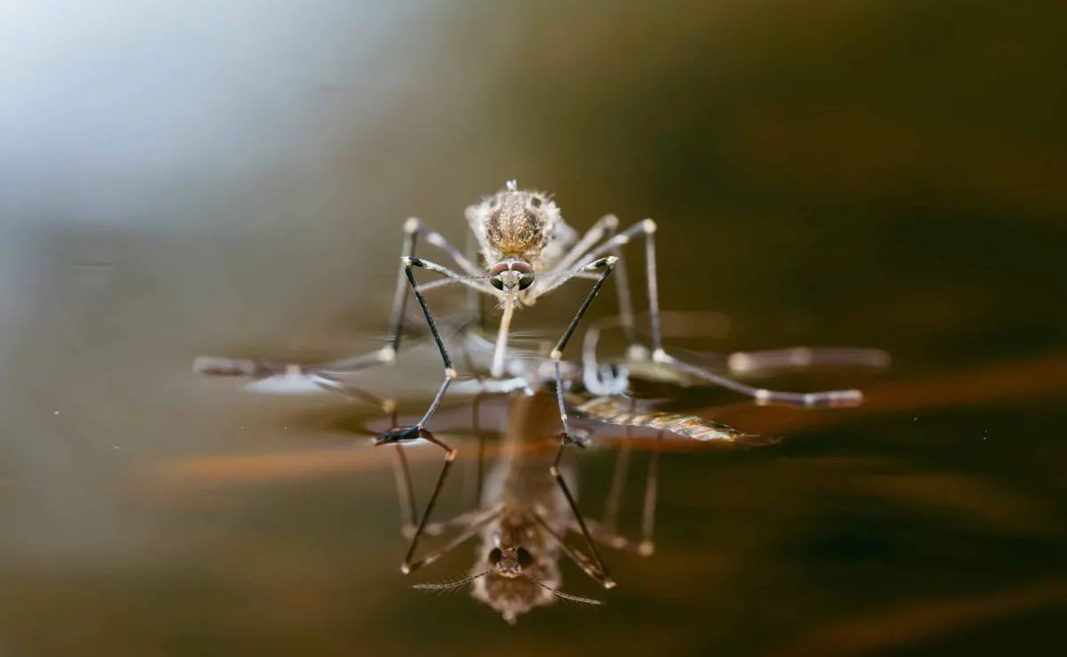 Do Mosquitoes Come Out in the Rain? What Happens Before and After Storms