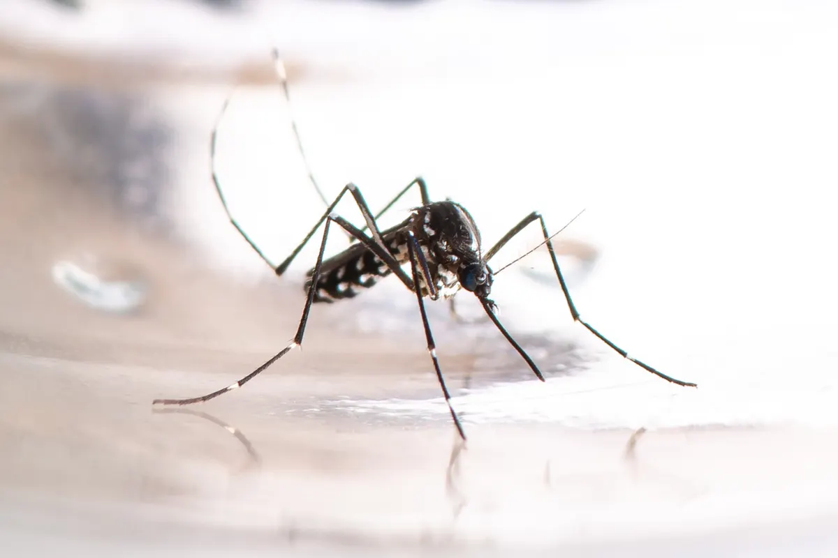 Do Mosquitoes Sleep?