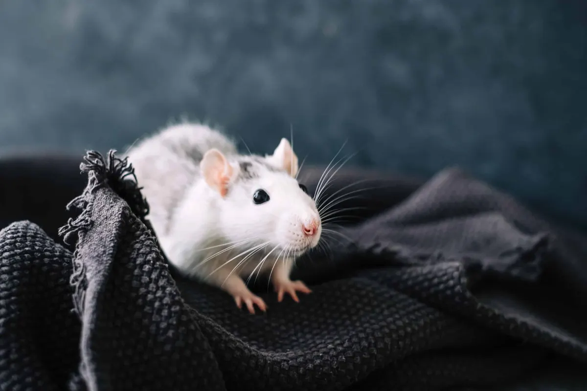 Do Rats Carry Rabies?