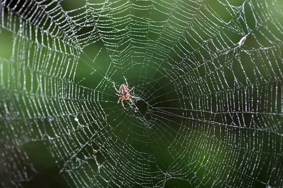 Spider in a dew-covered orb web. Spider Control Articles.