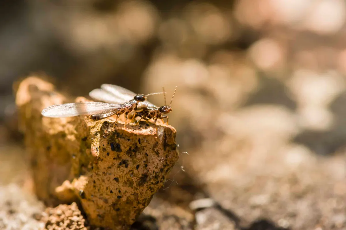 Do Termites Bite?