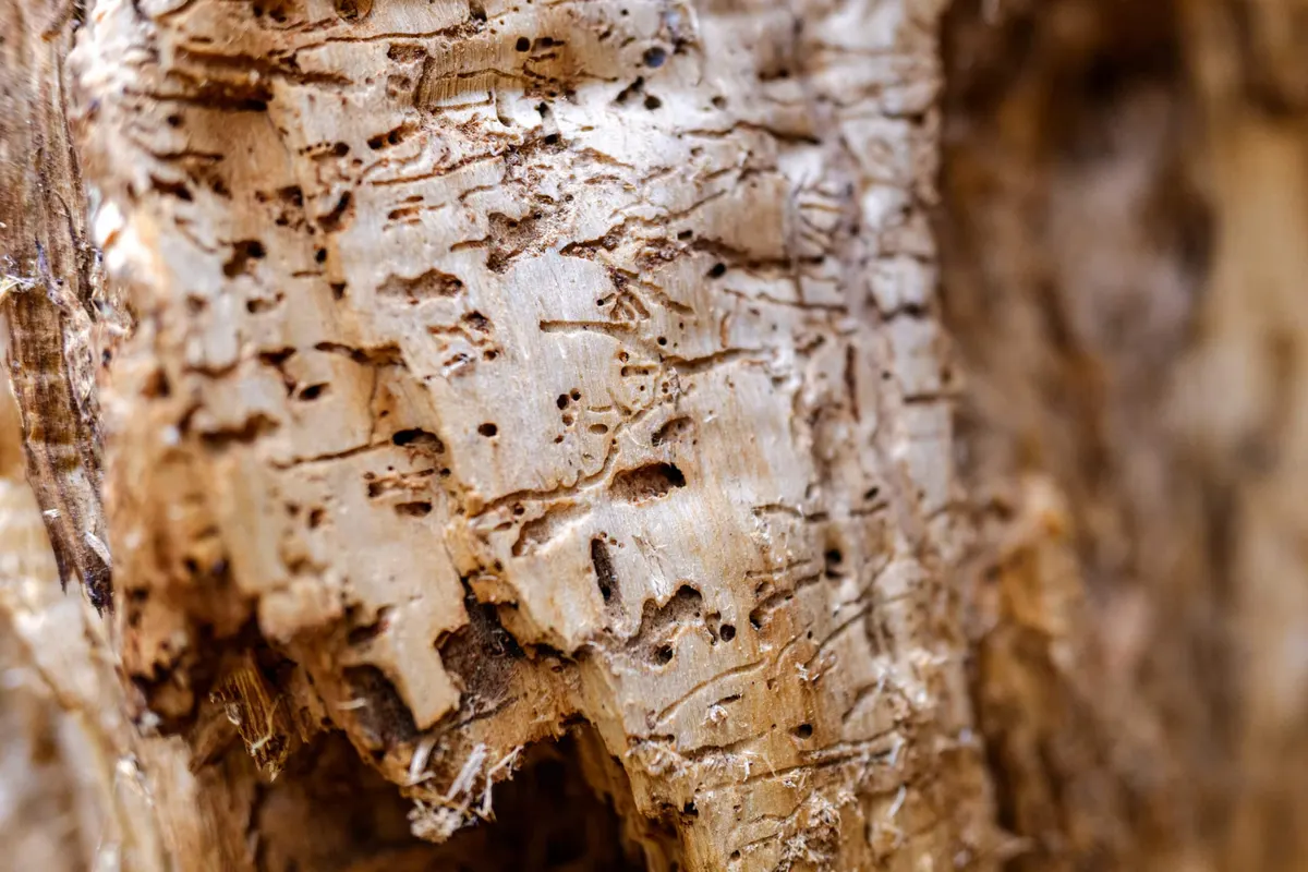 Do Termites Make Noises?
