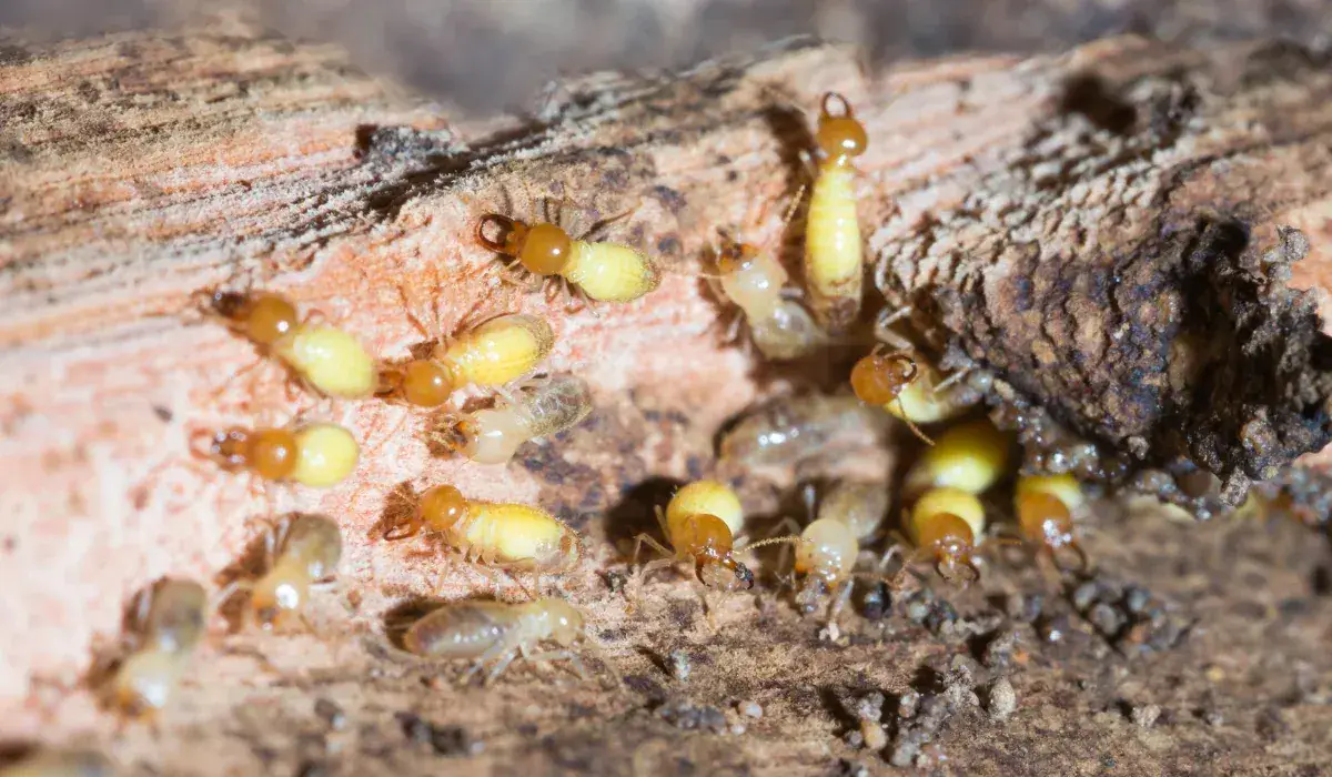 Termites gathered on damaged wood. Termite Control Articles.