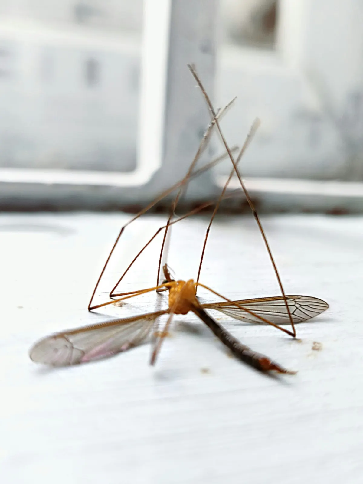 Expert Mosquito Extermination in Aubrey, TX: Enjoy a Mosquito-Free Summer with Our Help