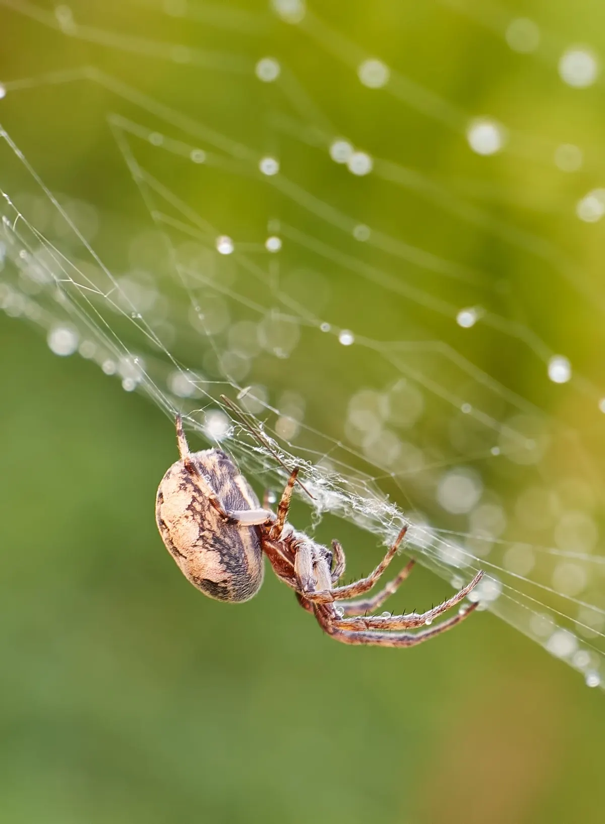Exploring the Benefits of Having Spiders Around in your Denton, Texas Home
