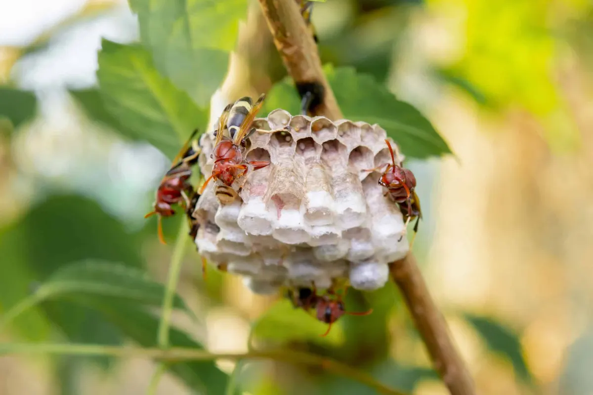 Fake Wasp Nests