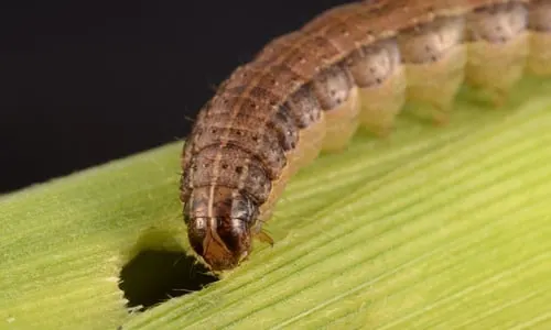 Fall Armyworms in Texas Lawns - Signs & Prevention