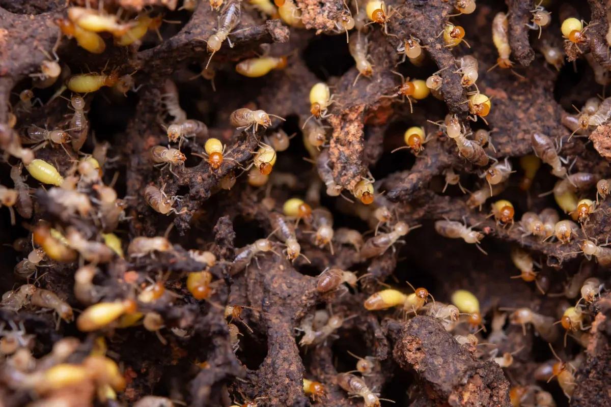 Flying Termites After Rain: Are They Swarmers or Something Else?