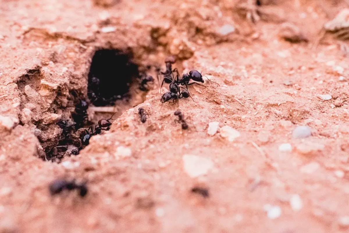 How Ants Can Help Improve Your Garden Soil in Dallas, Texas
