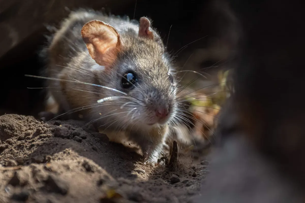 How Big Can Rats Get?