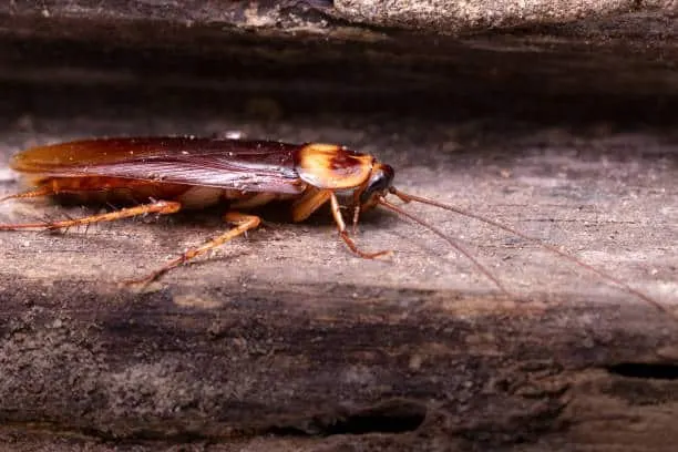 How Climate Affects American Cockroach Populations in Dallas, Texas
