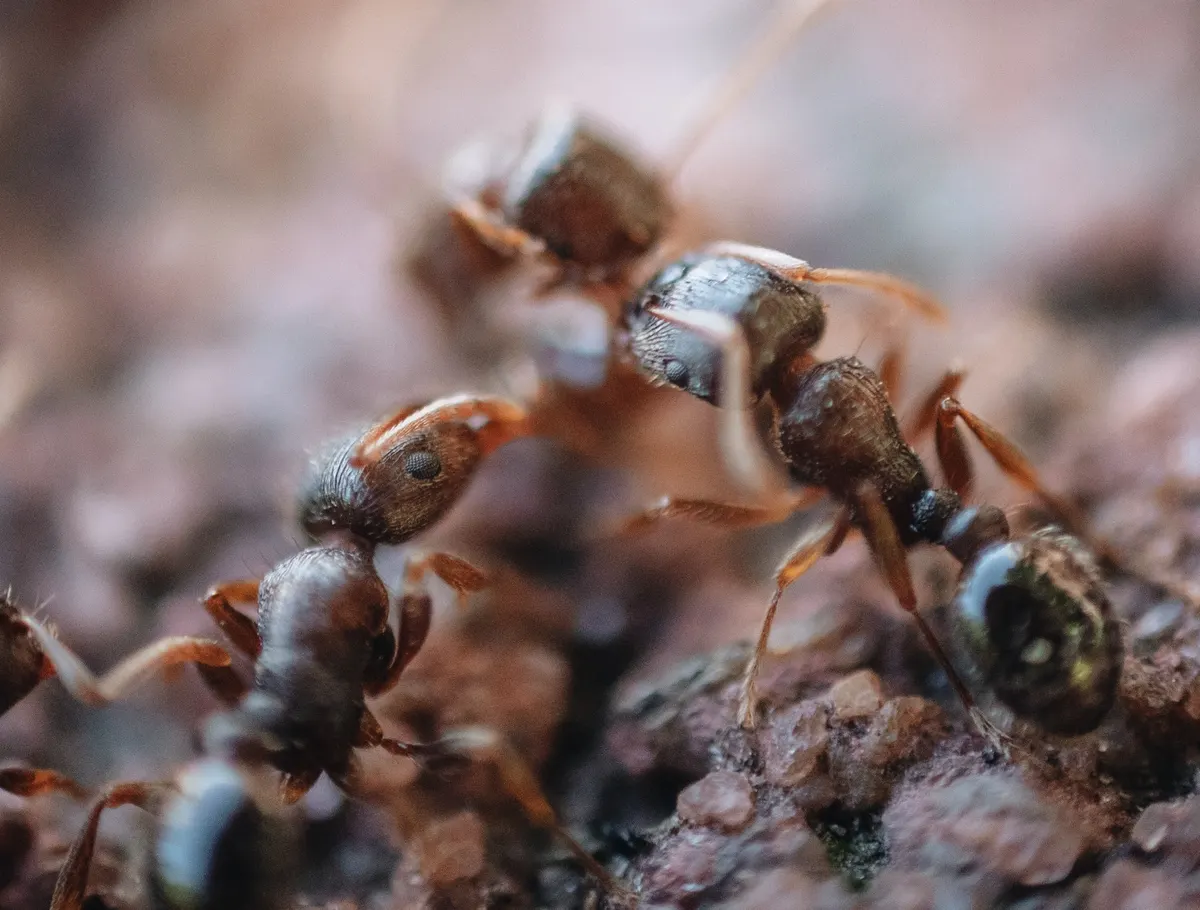 How Do Ants Communicate: Understanding the Complex Language of Ants in Dallas-Fort Worth​
