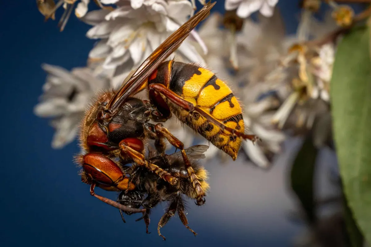 How Do Wasps Get Inside Homes When It's Cold Out?