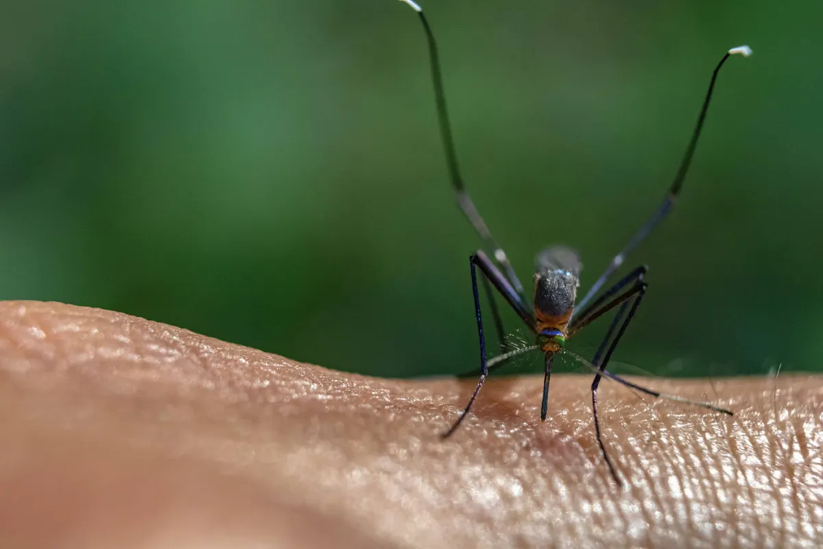 How Long do Mosquitoes Live?
