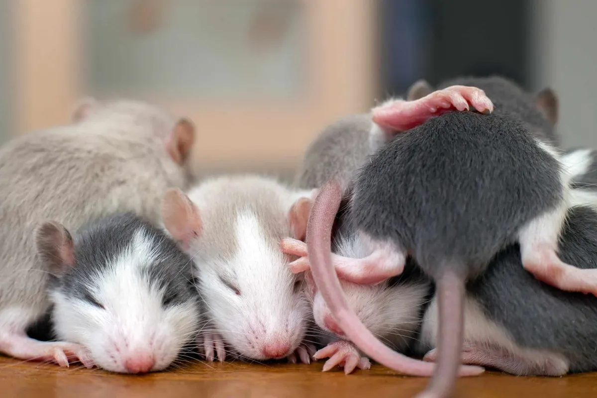 How Long Do Rats Live in Coppell, TX