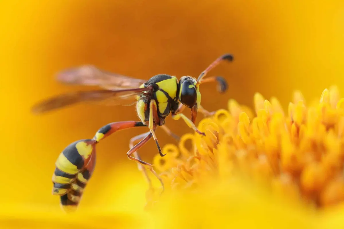 How Long do Wasps Live?