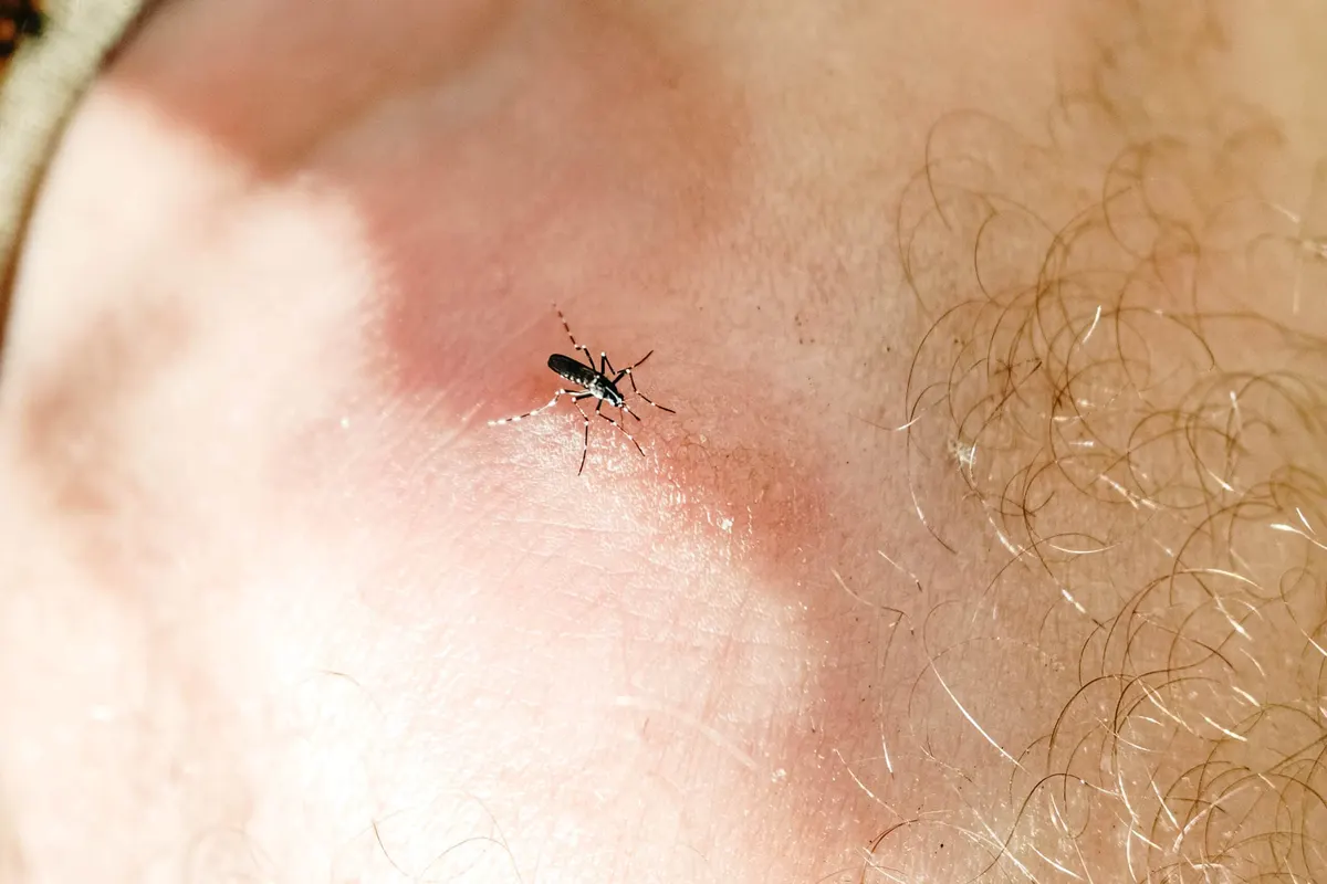 How Much Blood Can a Mosquito Drink?