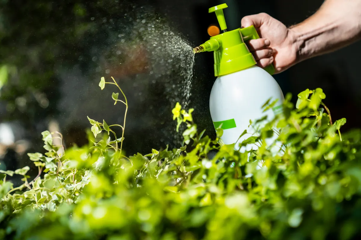 How Often Should You get Your House Sprayed for Bugs?