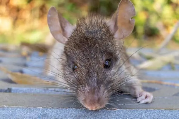 5 Important Factors in Choosing The Right Rodent Repellent in Dallas