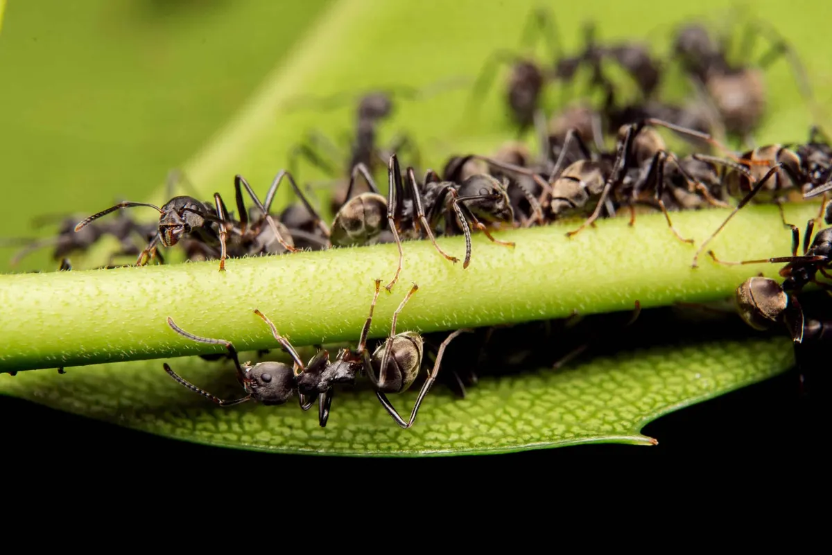 How To Effectively Get Rid Of Ants In Plant Pots In Southlake, Texas